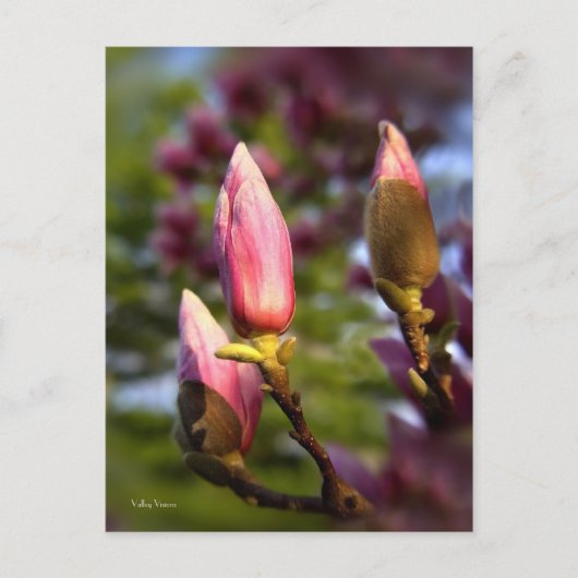 Magnolia Buds Postkarte (Vorderseite)