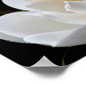 Magnolia Bull Bay Poster (Ecke)