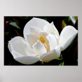 Magnolia Bull Bay Poster (Vorne)