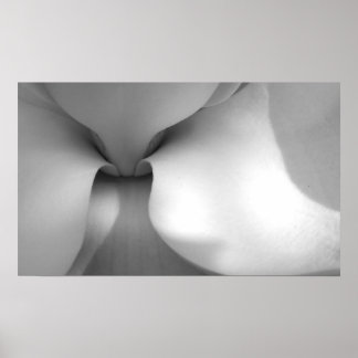 Magnolia Canvas Print Poster