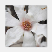 Magnolia Closeup Magnet (Vorne)