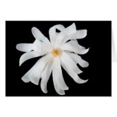 Magnolia Flower on Black (Vorderseite (Horizontal))