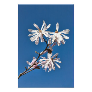 Magnolia - Foto Print