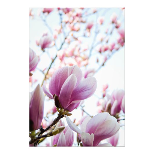Magnolia Fotodruck (Vorne)