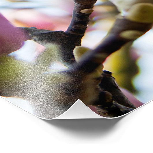 Magnolia Fotodruck (Ecke)