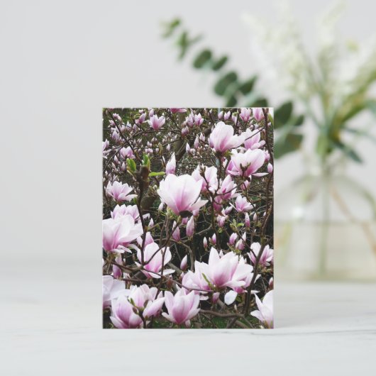 Magnolia Garden (Stehend Vorderseite)