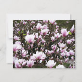 Magnolia Garden (Vorderseite)