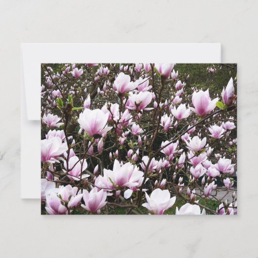 Magnolia Garden (Vorderseite)