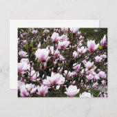 Magnolia Garden (Vorne/Hinten)