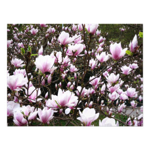Magnolia Garden Fotodruck
