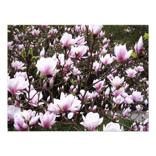 Magnolia Garden Fotodruck (Vorne)