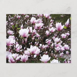 Magnolia Garden Postkarte