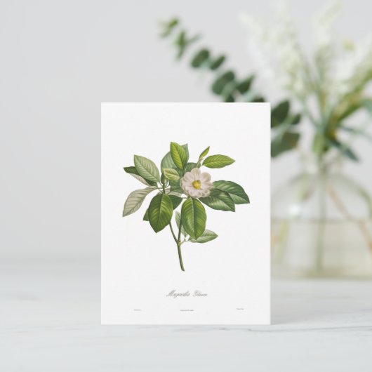 Magnolia glauca postkarte (Stehend Vorderseite)