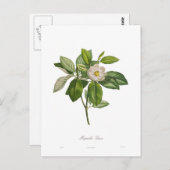 Magnolia glauca postkarte (Vorne/Hinten)