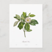 Magnolia glauca postkarte (Vorderseite)