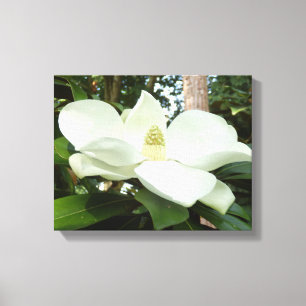 Magnolia Grandiflora Canvas Leinwanddruck