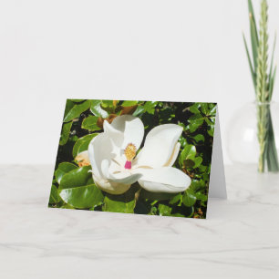 Magnolia grandiflora feiertagskarte