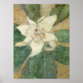Magnolia Grandiflora Poster (Vorne)