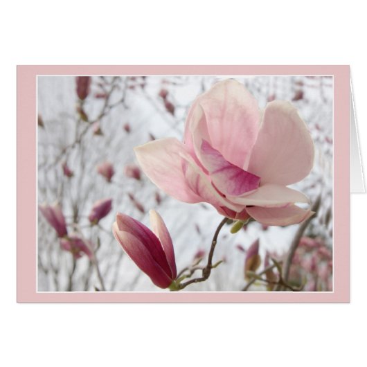 Magnolia in rosa (Vorderseite (Horizontal))