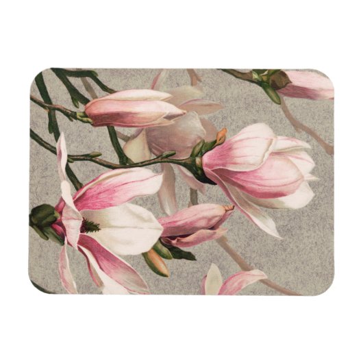 Magnolia - L. Prang & Co Magnet (Horizontal)