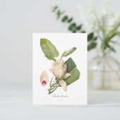 Magnolia macrophylla postkarte (Stehend Vorderseite)