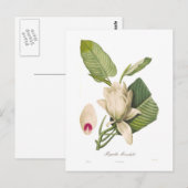 Magnolia macrophylla postkarte (Vorne/Hinten)