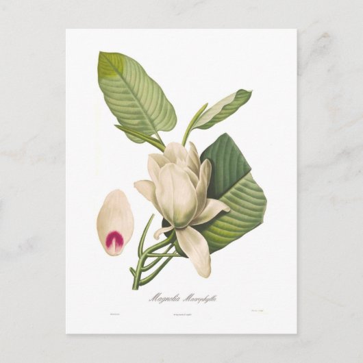 Magnolia macrophylla postkarte (Vorderseite)