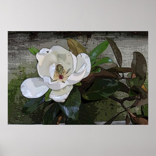 Magnolia Magic Poster -36x24 - andere Größen auch (Vorne)