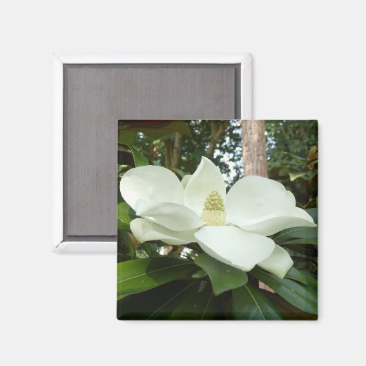 Magnolia Magnet (Vorderseite/Rückseite)
