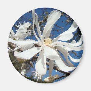 Magnolia-Magnete Blume Baumblüten Magnet