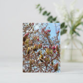 Magnolia Mass of Buds Postkarte (Stehend Vorderseite)