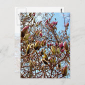 Magnolia Mass of Buds Postkarte (Vorne/Hinten)
