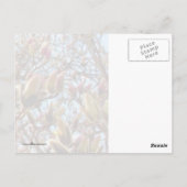 Magnolia Mass of Buds Postkarte (Rückseite)