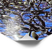 Magnolia, Masse der Buds Fotodruck (Ecke)