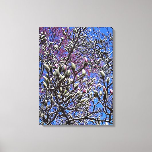 Magnolia, Masse der Buds Leinwanddruck (Vorderseite)