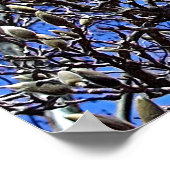Magnolia, Masse der Buds Poster (Ecke)