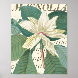 Magnolia mit kalligrafischem Detail Poster