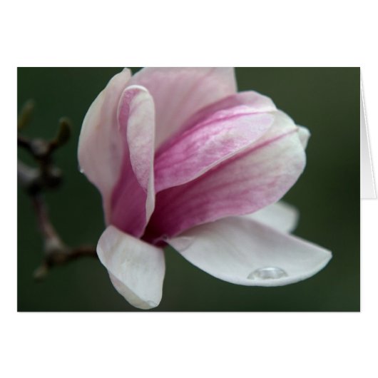Magnolia mit Regenfall (Vorderseite (Horizontal))