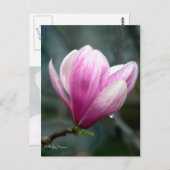 Magnolia nach Rain Postkarte (Vorne/Hinten)