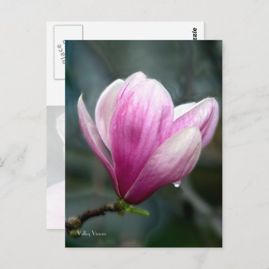 Magnolia nach Rain Postkarte (Vorne/Hinten)