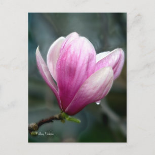 Magnolia nach Rain Postkarte