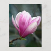 Magnolia nach Rain Postkarte (Vorderseite)