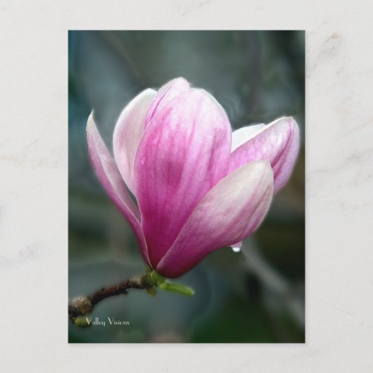 Magnolia nach Rain Postkarte (Vorderseite)