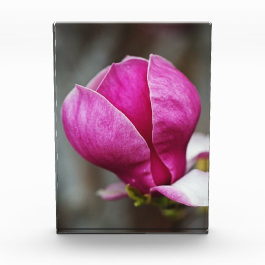 Magnolia Pink Full Bloom Fotoblock (Vorderseite)