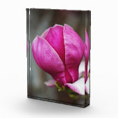Magnolia Pink Full Bloom Fotoblock (Rechts)