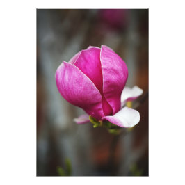Magnolia Pink Full Bloom Fotodruck