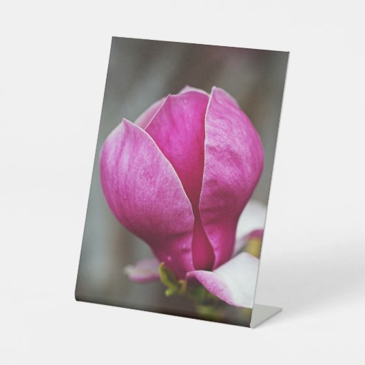 Magnolia Pink Full Bloom Sockelschild (Vorderseite)