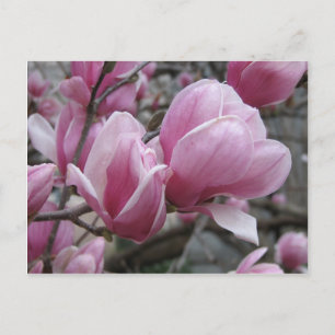 Magnolia Postcard Postkarte
