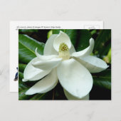 Magnolia Postcard Postkarte (Vorne/Hinten)
