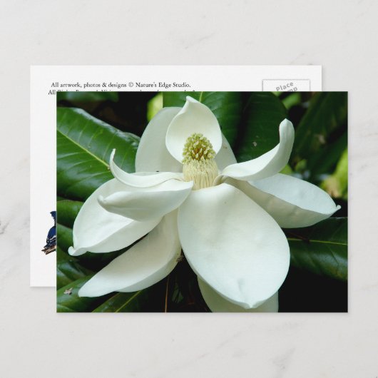 Magnolia Postcard Postkarte (Vorne/Hinten)